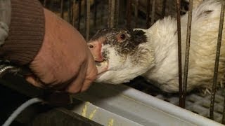 Outcry forces foie gras industry to swallow changes [upl. by Eltsyek64]