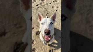 Taking my dog to the beach 🐚 dogshorts beach vlog pets dog puppy beachlife lifestyle [upl. by Eiramave533]