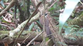 Whitebrowed Scimitar Babbler Pomatorhinus schisticeps Khao Yai NP Thailand 22 Febr 2024 22 [upl. by Marron737]