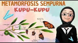 METAMORFOSIS KUPUKUPU  Kelas4 metamorfosis siklushidup kupukupu videopembelajaran ipasd [upl. by Cantu]