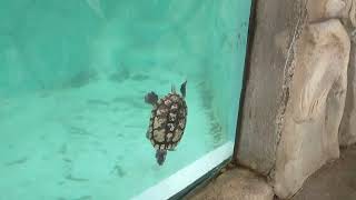 live water tortoise [upl. by Larisa]