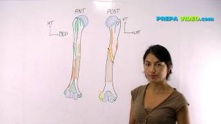 anatomie cours osteologie humerus [upl. by Jobye]