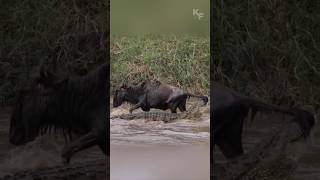 The Wildebeest Who Escaped a Crocodiles Jaws [upl. by Sollows]