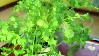 Medicinal properties of Coriander Coriandrum Sativum Cilantro [upl. by Garrik659]