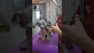 Miniature Schnauzer grooming haircut [upl. by Bozuwa]