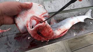 Fishing Edisto Fishing Pier  Live Shrimp For Shark [upl. by Otis]