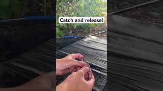 Catch and release Roach edition fishing fish fisherman fishingvideo fishinglife release [upl. by Valda]