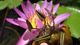 Viviparous Tropical Water Lilies Protect Baby Plant With Another Leaf [upl. by Anala]