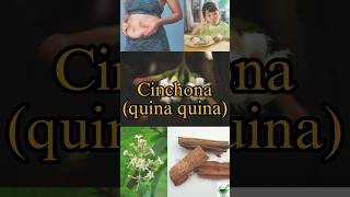 Cinchona  Learn a herb daily  cinchona pharmacognosy pharmacy ayurveda ayush bloating gpat [upl. by Barbour288]