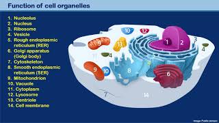 Cell organelle function [upl. by Eisnyl]