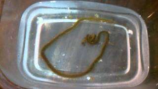 dreaded Oenone Fulgida Worm [upl. by Leanahtan912]