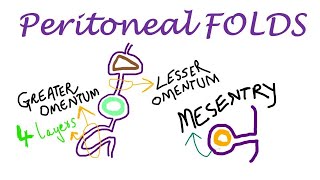 Chp18  Peritoneal FOLDS  BDC Vol2  Greater Omentum  Lesser Omentum  Mesentry [upl. by Jilli]