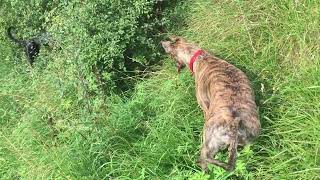 Lurchers V rabbit [upl. by Bobette]