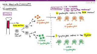 114 Formation amp Maturation of BLymphocytes amp Tlymphocytes Cambridge AS A Level Biology 9700 [upl. by Fawnia318]