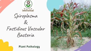 Spiroplasma  Fastidious Vascular Bacteria  XIFB  PIFB  Mycoplasma  Plant Pathology  13 [upl. by Tsepmet]