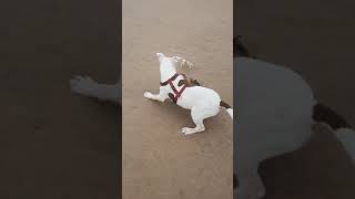 Dog Tries to Catch Crab Scuttling Away on Sandy Beach  1204730 [upl. by Furnary805]