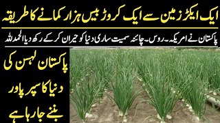 Modern Garlic Farming  G1 Garlic Farming amp Feasibility in Pakistan  Ajmal Hameed [upl. by Etteuqal]