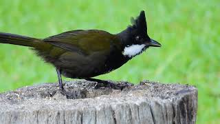 Eastern Whipbird in Qld [upl. by Jaan]