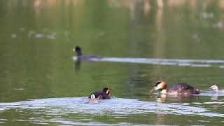 Perkoz dwuczuby Podiceps cristatus eng Great crested grebe [upl. by Narhet693]