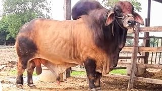 Huge Red Brahman bulls from Thailand [upl. by Ayerf659]