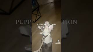 PUPPY PROTECTION TRAINING apbt pitbull puppy dogtraining dogprotection [upl. by Charlie252]