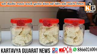 Surat SMC health department checking on sweet making integrate mava [upl. by Saihtam]