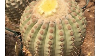 Copiapoa Cinerea columnaalba rare cactus seeds sowing Bought from Mesa Garden [upl. by Weber]