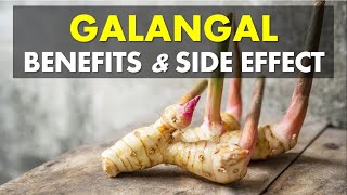 Galangal Benefits and Side Effects Source of Antioxidants and Fight Inflammation [upl. by Annayhs]