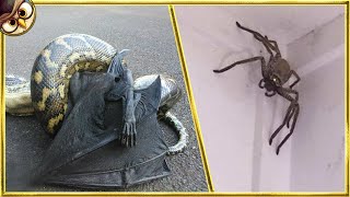 30 Most Dangerous Animals in Australia [upl. by Flowers]