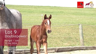 Fohlenauktion Next Generation Lot 9 Hengst Doublepower Denzel vh Meulenhof  Emerald vh Ruytershof [upl. by Melony]