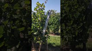 Furmint variety  Higher yield sugar and immunity of the vine 🥂🍇 to fungal diseases with ekofertile [upl. by Aya73]