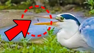 Tadpoles eaten by birds predation by gray herons [upl. by Nivrehs]