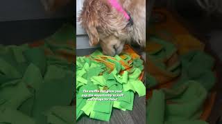 How to Use a Snuffle Mat for a Dog onlinedogtraining dog dogtraining101 [upl. by Kamerman]