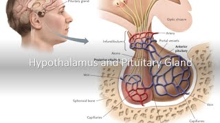 Hypothalamus and Pituitary Gland [upl. by Urias]