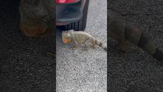 Florida Issues  Iguanas shorts short funny fyp youtubeshorts [upl. by Champaigne686]