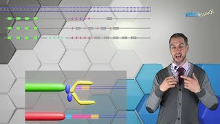 Immunsystem Grundlagen 22 Exkurs DNARekombination Segmentaler Aufbau Cluster VDJRekombinase [upl. by Streeto623]