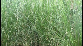 Vetiver Grass Chrysopogon zizanioides Balancing Calming Grounding Anti inflammatory Immune [upl. by Rephotsirhc]