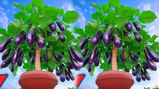 Grow Eggplant With Banana eggplant with new techniques​ [upl. by Lashonde]