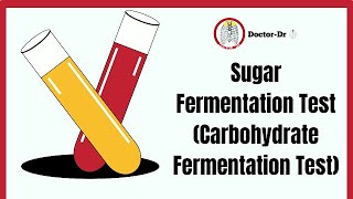 Carbohydrate Sugar Fermentation Test  Biochemical Test  Microbiology Laboratory Techniques [upl. by Norab989]