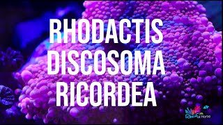 Ces coraux sont assez faciles  Ricordea Rhodactis Discosoma [upl. by Prentice111]