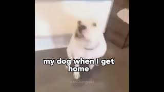 Funny dog vid [upl. by Inalaeham]