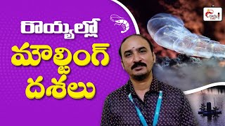 Moulting Stages In Shrimp In Telugu  Moulting Management In Shrimp [upl. by Banwell]