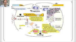 Lisosomas peroxisomas y glioxisomas V43 [upl. by Noyerb]