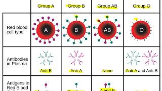 Grupos sanguíneos Sistema ABO e Fator Rh [upl. by Ajim]