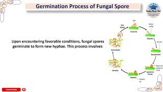 Germination Process of Fungal Spore  Water Uptake  Metabolic Activation  Emergence of Germ Tube [upl. by Elletnuahc777]