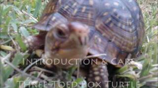 ThreeToed Box Turtles [upl. by Ezarra]