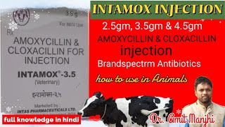 Amoxicillin amp Cloxacillin Injection intamox 25gm35gm45 gm   Manjhi Veterinary [upl. by Bonner]