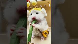 Cute Rat duet funny teddy comedyfilms comedy comedymovies facts [upl. by Renault]