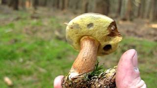 Hřib hnědý  Boletus badius [upl. by Theodosia449]