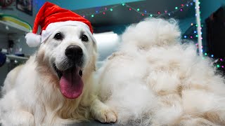 GROOMING GOLDEN RETRIEVER ❤️️ Christmas Edition ❤️️ HUGE UNDERCOAT REMOVAL [upl. by Busiek936]